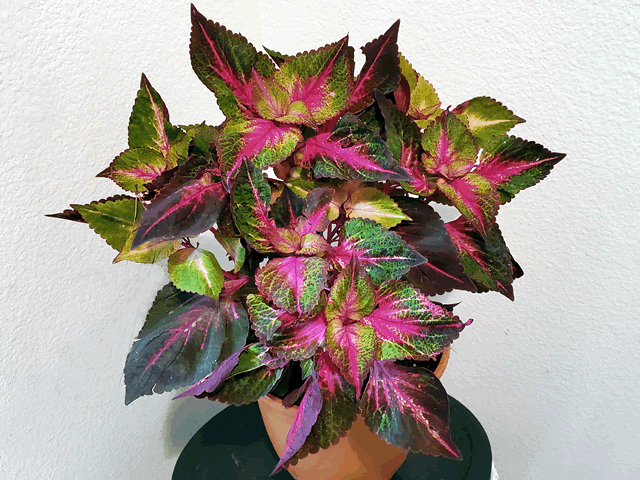 My Coleus Plant