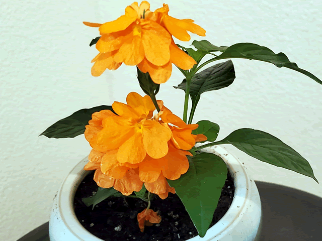 My Firecracker Flower