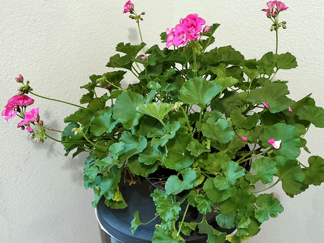 My Pink Geranium Plants