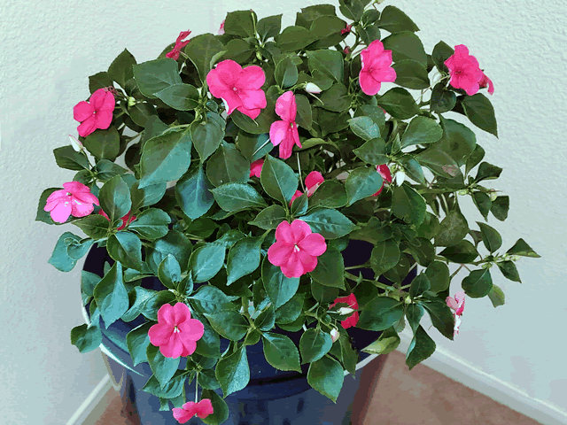 My Impatiens Plants