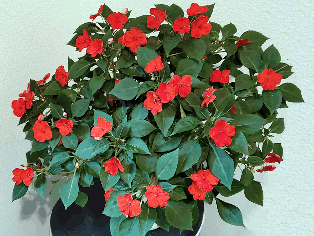 My Impatiens Plants
